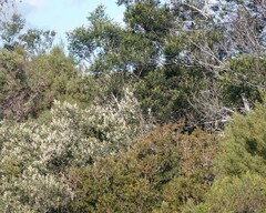 Tarchonanthus littoralis