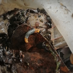 Symphyta