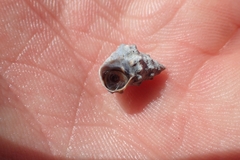 Nodilittorina pyramidalis