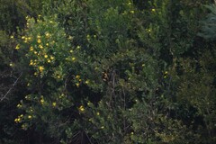 Osteospermum moniliferum