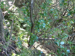 Rhamnus alaternus