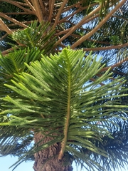 Araucaria