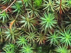 Polytrichum
