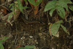 Drymobius margaritiferus