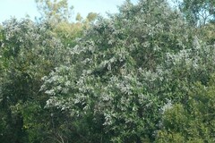 Tarchonanthus littoralis