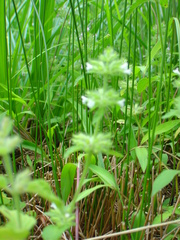 Clinopodium chinense