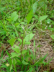 Dichrocephala integrifolia