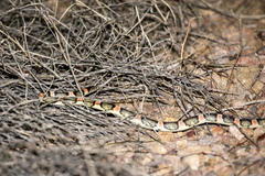 Rhinocheilus lecontei