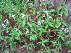 Ageratina riparia