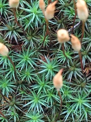 Polytrichum