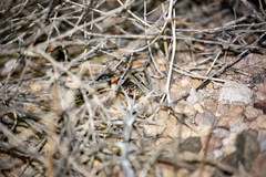 Rhinocheilus lecontei