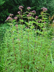 Eupatorium formosanum