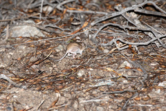Perognathinae