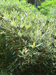 Rhododendron formosanum