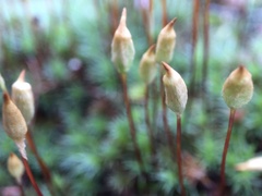 Polytrichum