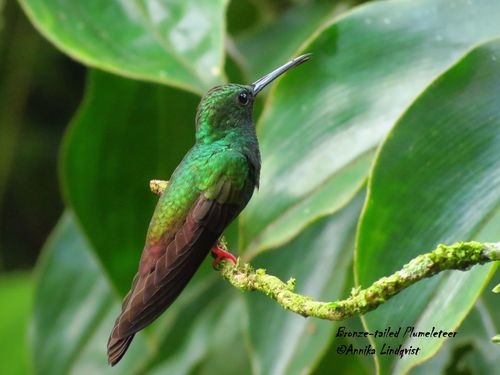 Chalybura urochrysia