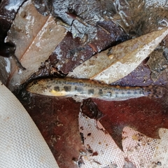 Sabanejewia balcanica