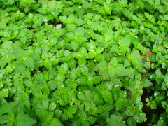 Chamabainia cuspidata