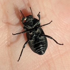 Tenebrioninae