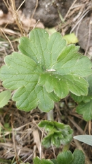 Ranunculus cortusifolius image