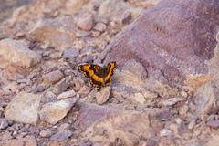 Chlosyne californica