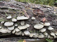 Trichaptum laricinum