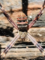 Argiope dietrichae