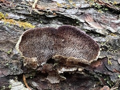 Trichaptum laricinum