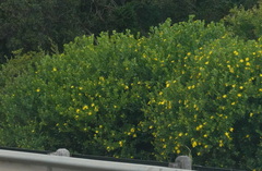 Osteospermum moniliferum