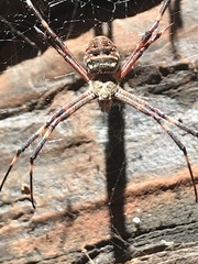 Argiope dietrichae