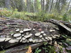 Trichaptum laricinum