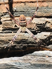 Argiope dietrichae
