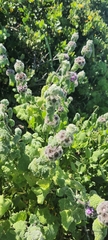 Pseudodictamnus africanus