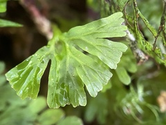 Hymenophyton flabellatum