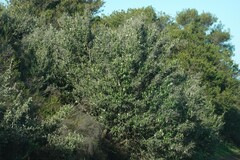 Tarchonanthus littoralis