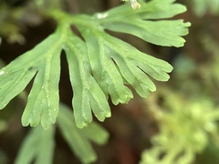 Hymenophyton flabellatum