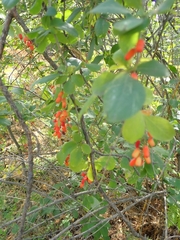 Berberis vulgaris