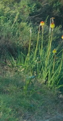 Kniphofia uvaria