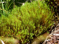 Polytrichum strictum