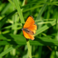 Lycaena dispar