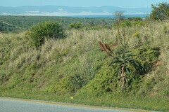 Aloe africana