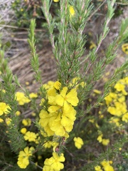 Hibbertia fasciculata