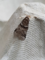 Acrobasis romanella