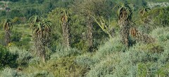 Aloe africana