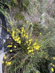 Hibbertia fasciculata