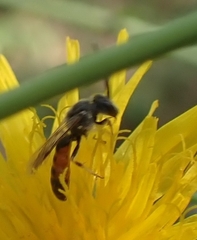 Sphecodogastra