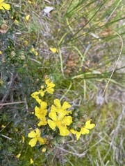 Hibbertia