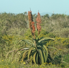 Aloe africana