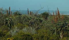 Aloe africana
