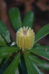 Banksia integrifolia